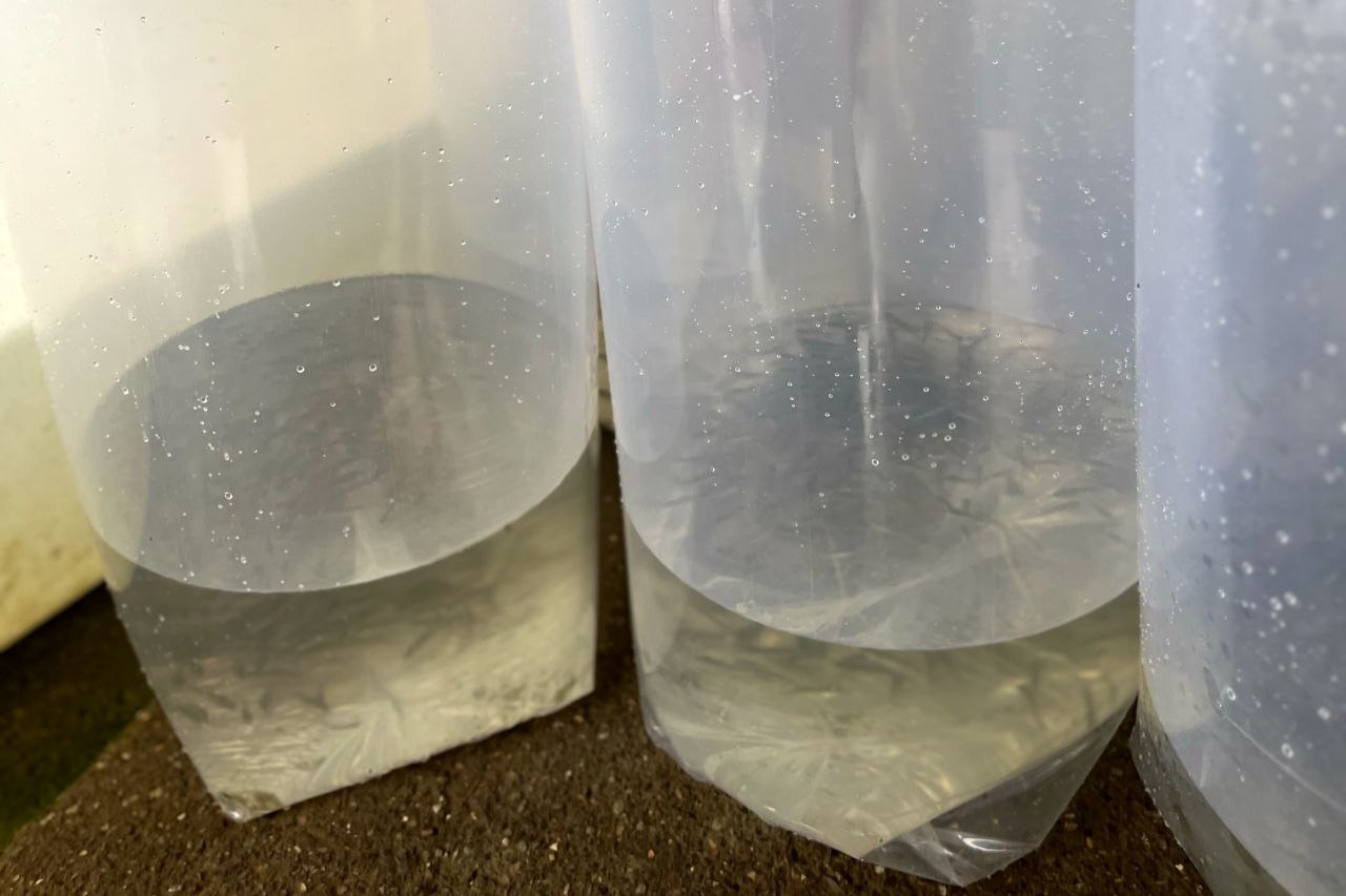 استخر پرورش ماهی 04