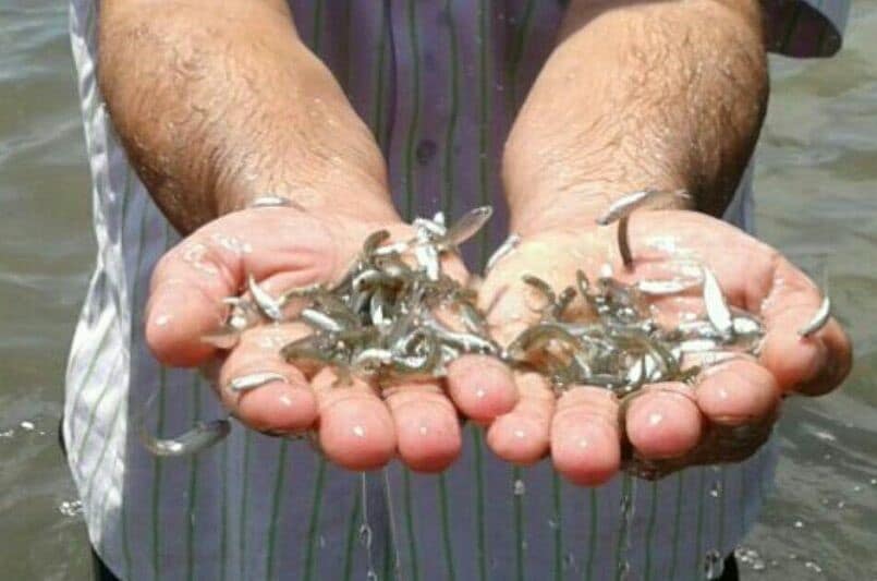 بچه ماهی آزاد