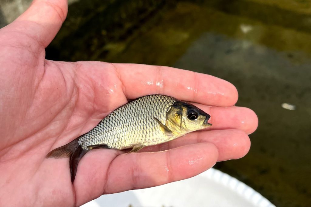 تجهیزات پرورش ماهی