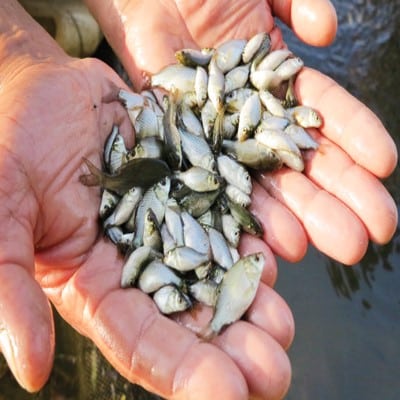 خرید بچه ماهی در گیلان