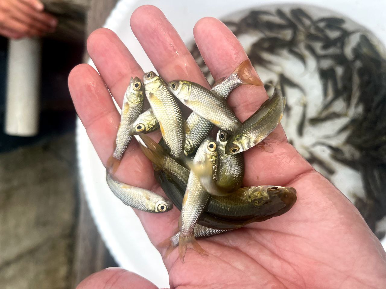 عوامل موردنیاز پرورش ماهی 01