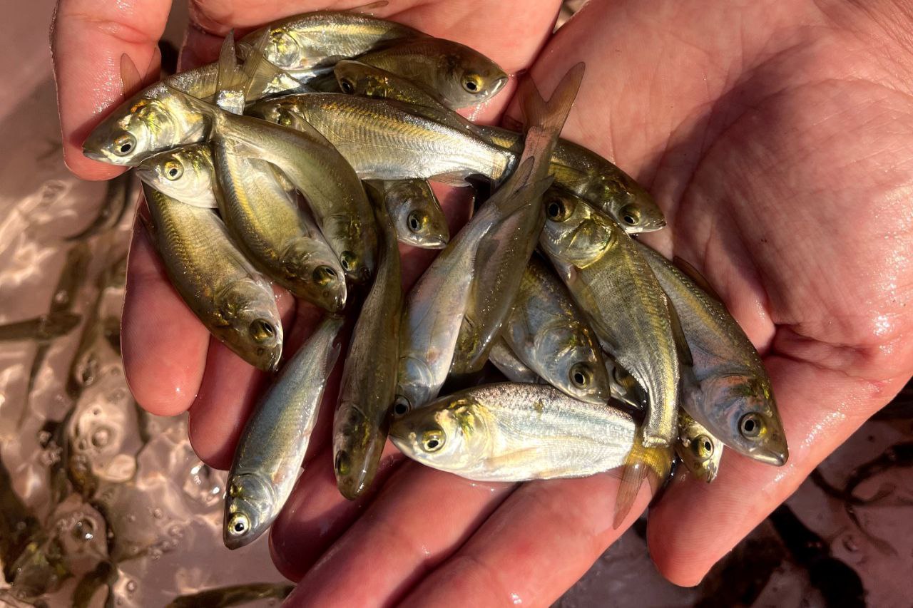 عوامل موردنیاز پرورش ماهی 02