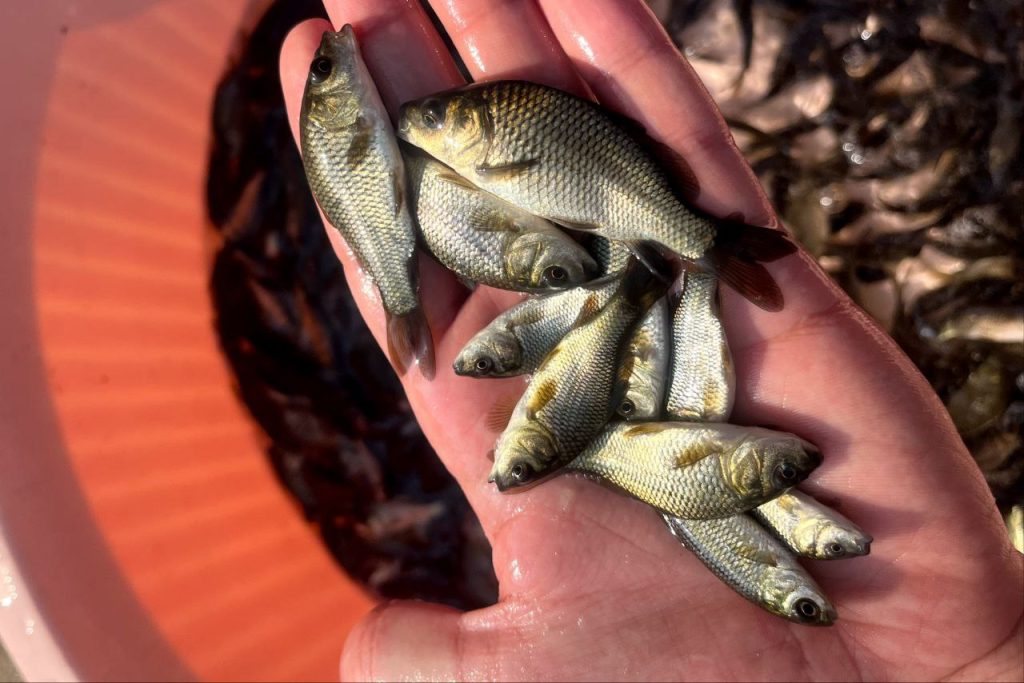 عوامل موردنیاز پرورش ماهی