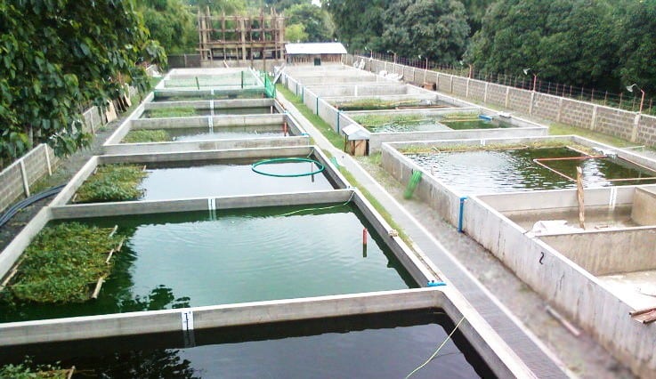 عوامل پرورش ماهی