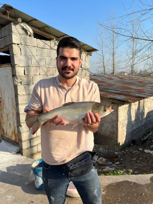 ماهی کپور نقره ای - تصویر 3