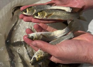 پرورش ماهی کپور در زمستان 01