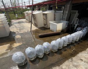 پرورش ماهی کپور در زمستان 02