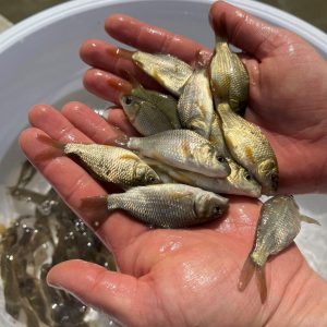 پرورش ماهی کپور در زمستان 03