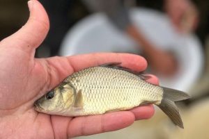 پرورش ماهی کپور در زمستان