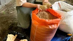 طرز تهیه غذای بچه ماهی