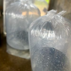 فرق ماهی سردابی و گرمابی 02