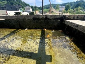 فرق ماهی سردابی و گرمابی 04