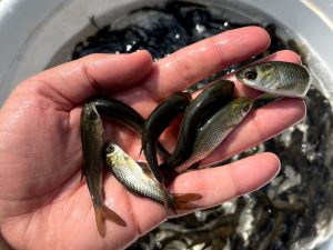 ماهیان گرمابی 01