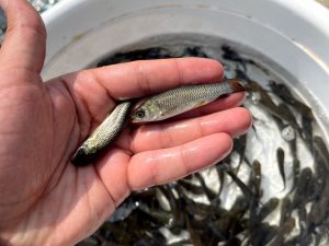 ماهیان گرمابی 03