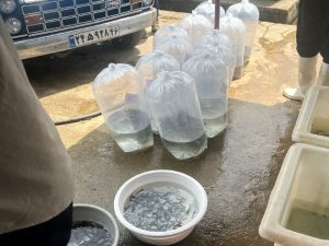 ماهیان گرمابی 04