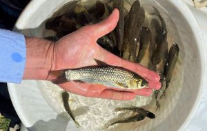 مشکلات پرورش ماهی کپور 01