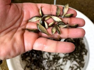 مشکلات پرورش ماهی کپور 03