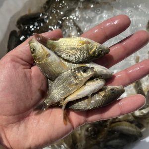 مشکلات پرورش ماهی کپور 04