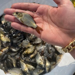 مشکلات پرورش ماهی کپور 06