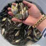 مشکلات پرورش ماهی کپور 07