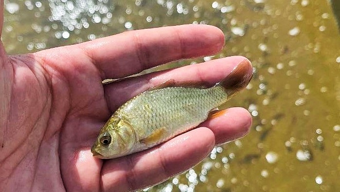 مشکلات پرورش ماهی کپور