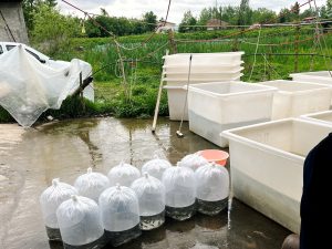 پرورش ماهی در مناطق سردسیر 01