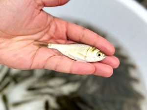 پرورش ماهی در مناطق سردسیر 02