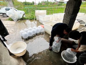 پرورش ماهی در مناطق سردسیر 03