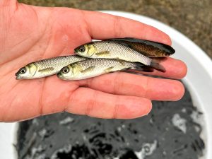 پرورش ماهی در مناطق سردسیر 05