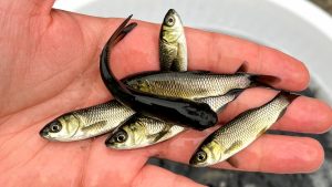 پرورش ماهی در مناطق سردسیر