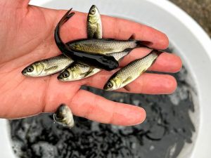 پرورش ماهی کپور در استخر بتنی 01