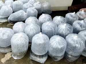 پرورش ماهی کپور در استخر بتنی 02