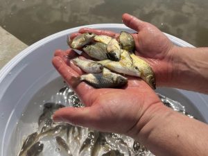 پرورش ماهی کپور در استخر بتنی 03