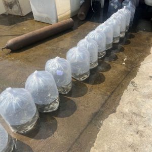 پرورش ماهی کپور در استخر بتنی 04