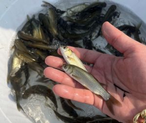 پرورش ماهی کپور در استخر بتنی 05