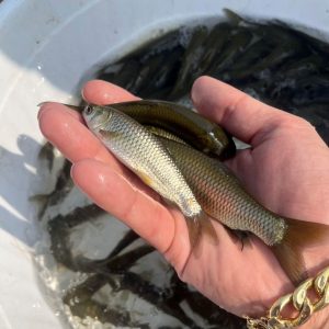 پرورش ماهی کپور در استخر بتنی 06