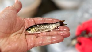 پرورش ماهی کپور در استخر بتنی 07