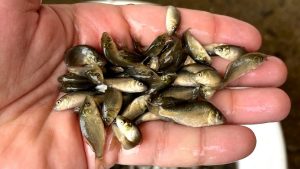 پرورش ماهی کپور در استخر بتنی