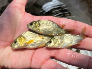 راهنمای پرورش ماهی