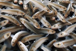 پرورش ماهی در استخر خانگی 01