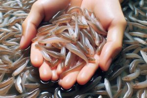 پرورش ماهی در استخر خانگی 03