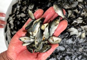 راهنمای پرورش ماهی 01