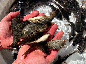 راهنمای پرورش ماهی 02