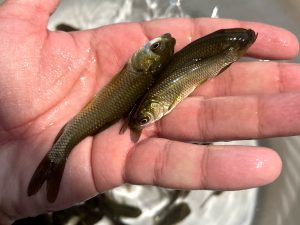 راهنمای پرورش ماهی 03