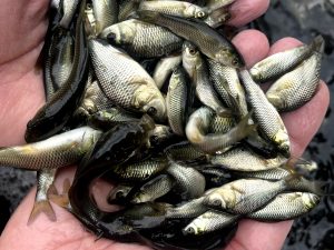 راهنمای پرورش ماهی 04