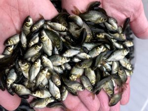 راهنمای پرورش ماهی 05