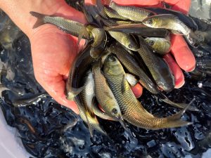 راهنمای پرورش ماهی 06