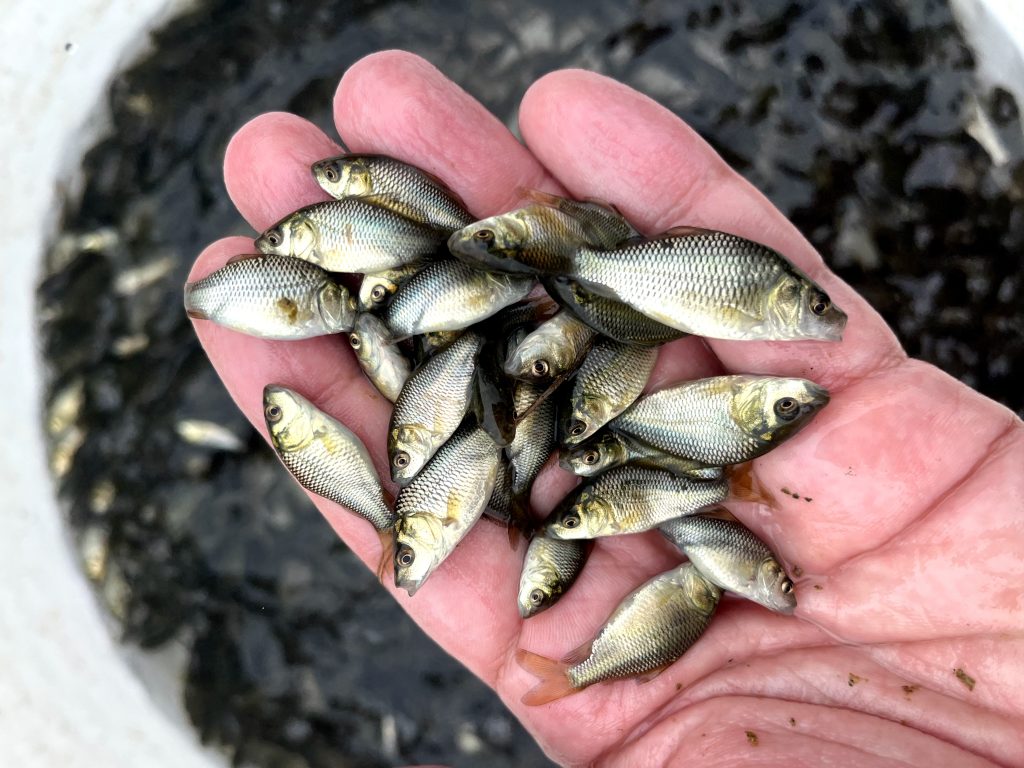 سوالات رایج در مورد پرورش ماهی