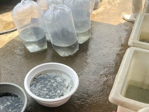 شرایط احداث استخر پرورش ماهی 05