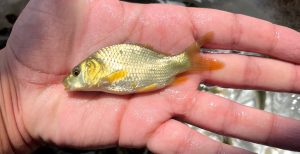 نگهداری بچه ماهی